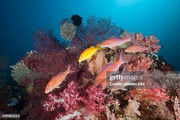 Goldspotted Goatfish on Coral Reef, Parupeneus cyclostomus, Raja Ampat, West Papua, Indonesia