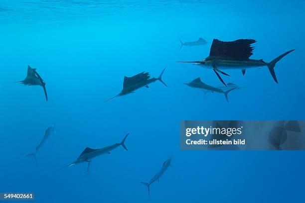 Atlantic Sailfishes, Istiophorus albicans, Islamorada, Florida Keys, Florida, USA