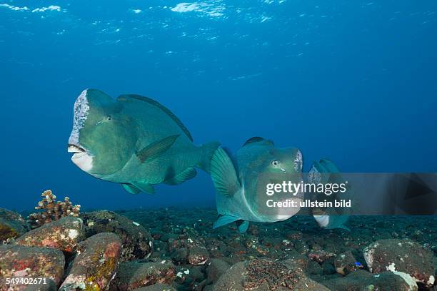 Group of Bumphead Parrotfish, Bolbometopon muricatum, Tulamben, Bali, Indonesia
