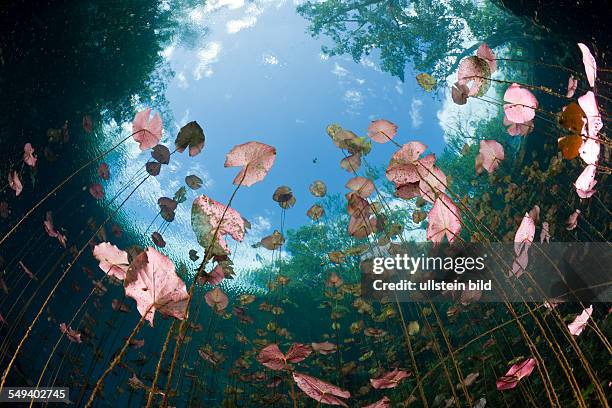 Water Lilies in Car Wash Cenote Aktun Ha, Tulum, Yucatan Peninsula, Mexico