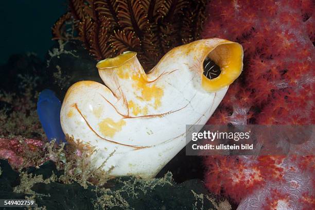 Golden Tunicate, Polycarpa aurata, Raja Ampat, West Papua, Indonesia
