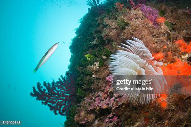 Spiral Tube Worm in Coral Reef, Spirographis spallanzani, Cap de Creus, Costa Brava, Spain