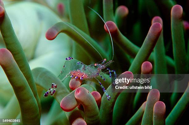 Shrimp in anemone, Periclimenes tosaensis, Australia, Pacific Ocean, Great Barrier Reef