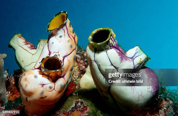 Sea squirt, Ascidia, Indonesia, Indian Ocean, Komodo National Park