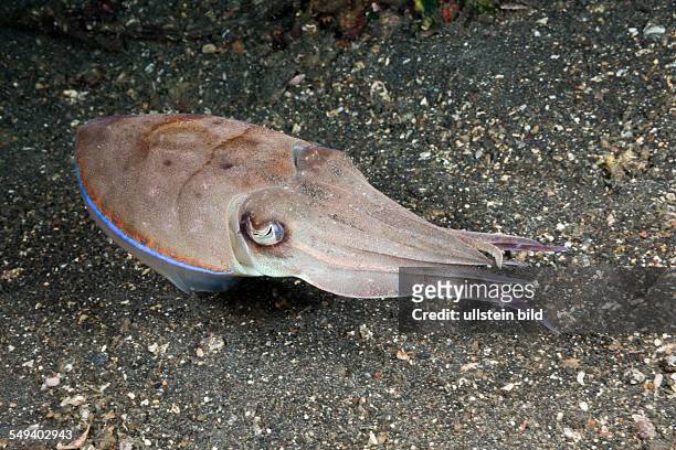 Cuttlefish, Sepia sp., Lembeh Strait, North Sulawesi, Indonesia