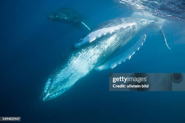 Humpback Whale, Megaptera novaeangliae, Silver Bank, Atlantic Ocean, Dominican Republic