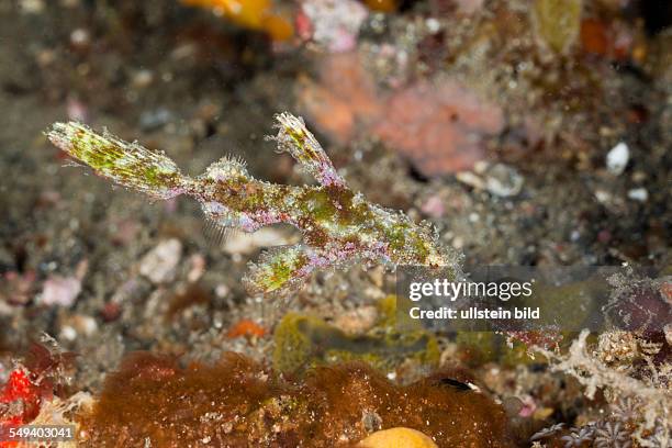 Robust Ghost Pipefish, Solenostomus cyanopterus, Lembeh Strait, North Sulawesi, Indonesia