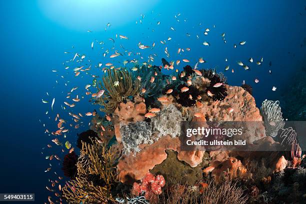 Anthias over Coral Reef, Pseudanthias squamipinnis, Amed, Bali, Indonesia