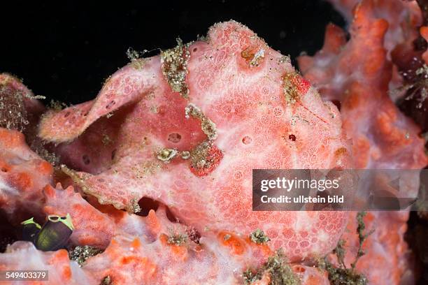 Spotted Frogfish, Antennarius pictus, Raja Ampat, West Papua, Indonesia