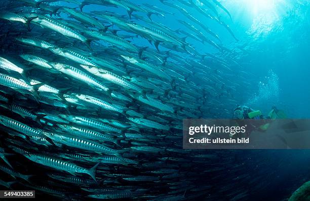 Blackfin barracuda and scuba diver, Sphyraena qenie, Malaysia, Borneo, Sipadan, Pacific ocean, Celebes Sea