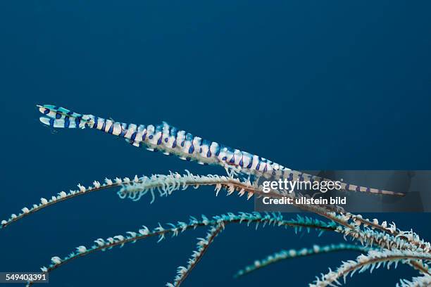 Coral Shrimp, Tozeuma armatum, Alam Batu, Bali, Indonesia