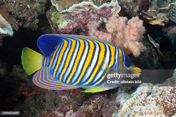 Regal Angelfish, Pygoplites diacanthus, Namena Marine Reserve, Fiji