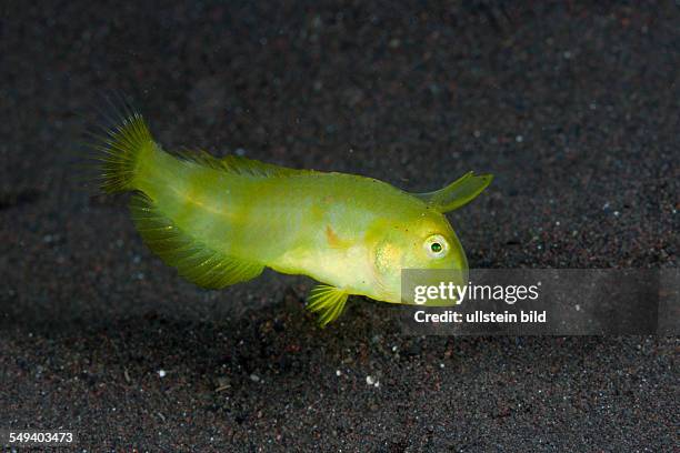 Juvenile Razorfish, Xyrichtys sp., Alam Batu, Bali, Indonesia