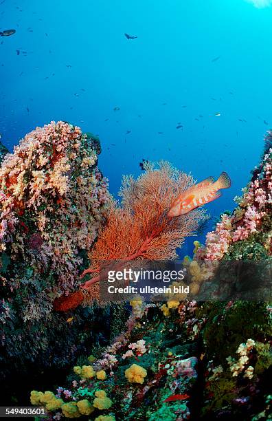 Coral reef, Thailand, Indian Ocean, Phuket, Similan Islands, Andaman Sea