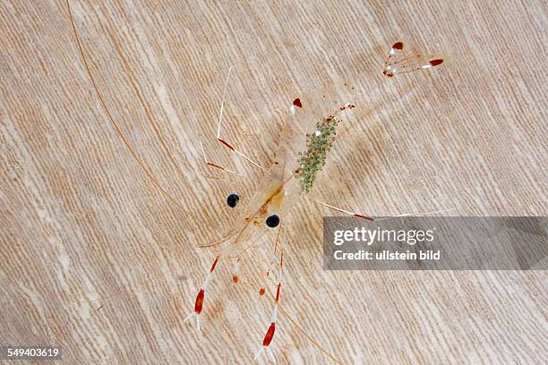 Small Rock Shrimp, Urocaridella sp. A, Raja Ampat, West Papua, Indonesia