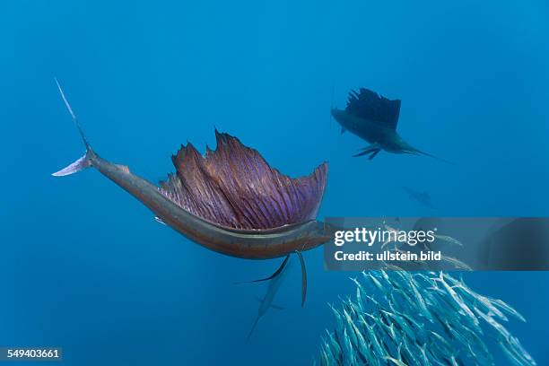 Atlantic Sailfish, Istiophorus albicans, Isla Mujeres, Yucatan Peninsula, Caribbean Sea, Mexico