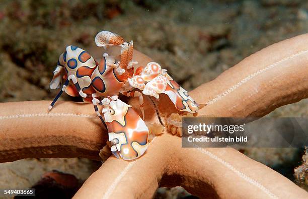 Harlequin shrimp feeding on a starfish, Hymenoceara elegans, Maldives Island, Indian Ocean, Ari Atol