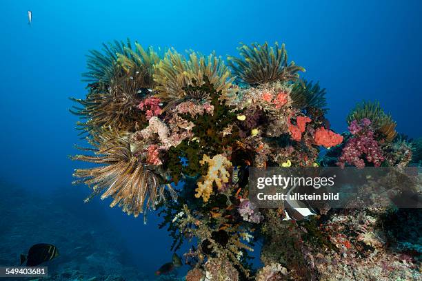 Colorful Crinoids in Coral Reef, Namena Marine Reserve, Fiji