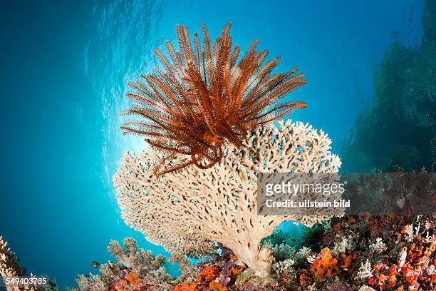 Crinoid on small Table Coral, Comanthina sp., Raja Ampat, West Papua, Indonesia