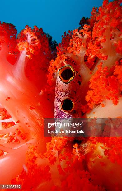 Sea squirt and soft coral, Ascidia, Indonesia, Indian Ocean, Komodo National Park