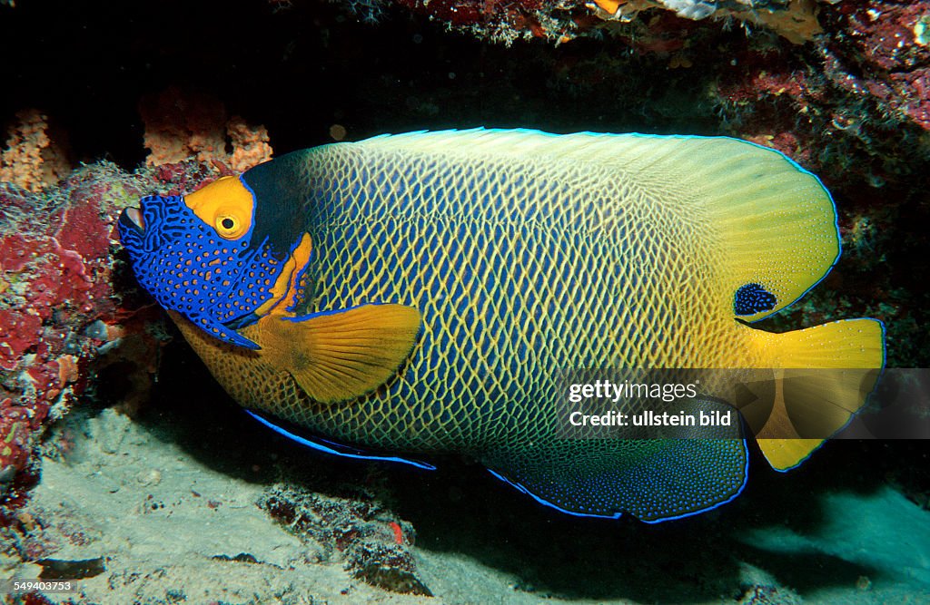 Yellow-mask-angelfish, Pomacanthus xanthometopon, Maldives Island, Indian Ocean, Ari Atol