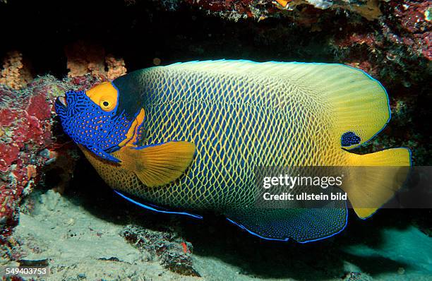 Yellow-mask-angelfish, Pomacanthus xanthometopon, Maldives Island, Indian Ocean, Ari Atol