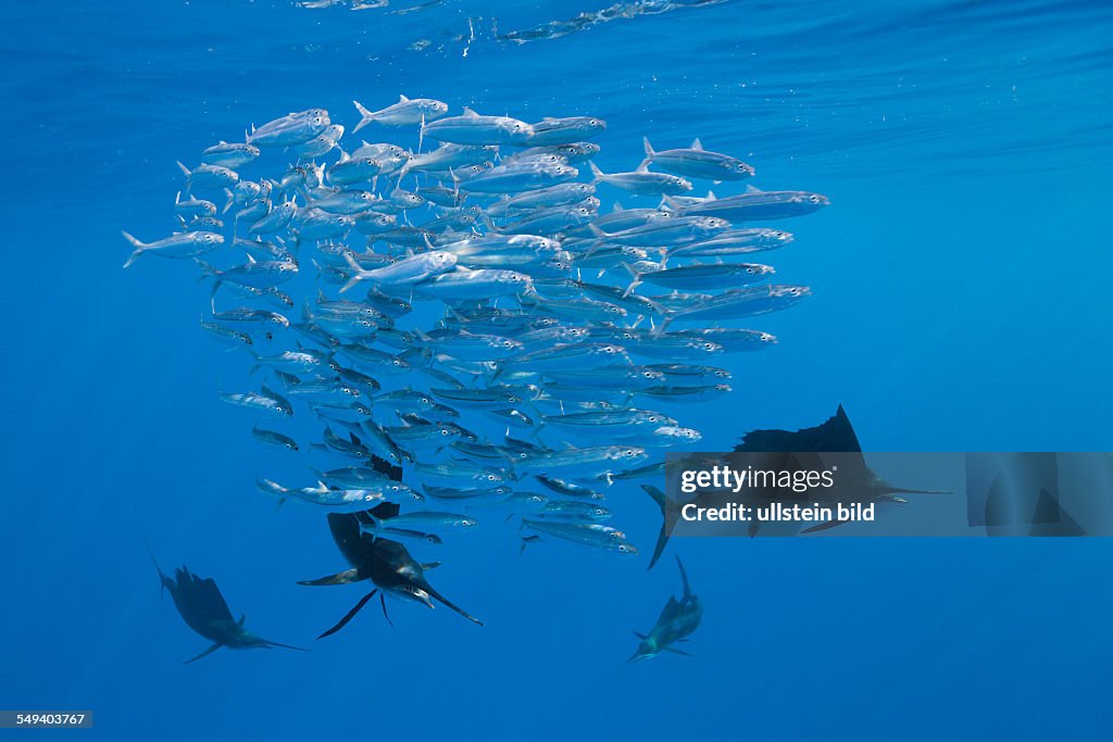 Atlantic Sailfish, Istiophorus albicans, Isla Mujeres, Yucatan Peninsula, Caribbean Sea, Mexico