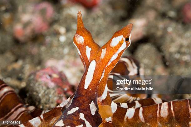 Wonderpus Octopus, Wunderpus photogenicus, Lembeh Strait, North Sulawesi, Indonesia