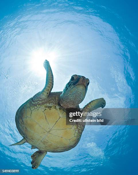 Green Turtle, Chelonia mydas, Maui, Hawaii, USA