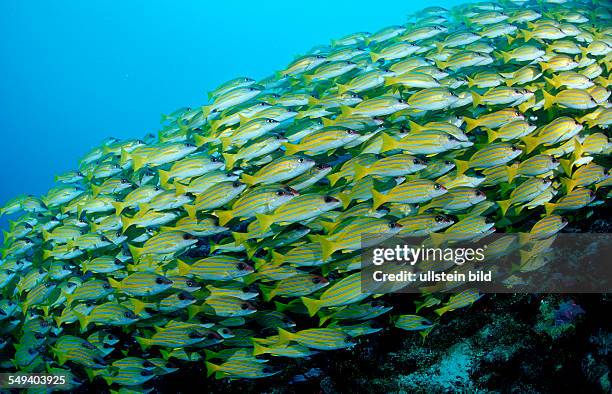 Fivelined snapper, Lutjanus quinquelineatus, Maldives Island, Indian Ocean, Ari Atol