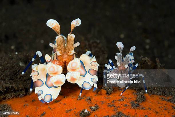 Pair of Harlequin Shrimps, Hymenocera elegans, Alam Batu, Bali, Indonesia