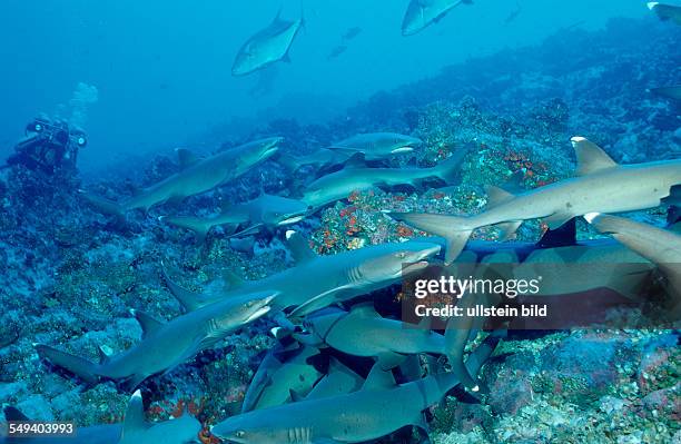 Hunting Whitetip reef shark and scuba diver, Triaenodon obesus, Costa Rica, Pacific Ocean, Cocos Island, Latin america