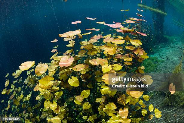 Water Lilies in Car Wash Cenote Aktun Ha, Tulum, Yucatan Peninsula, Mexico