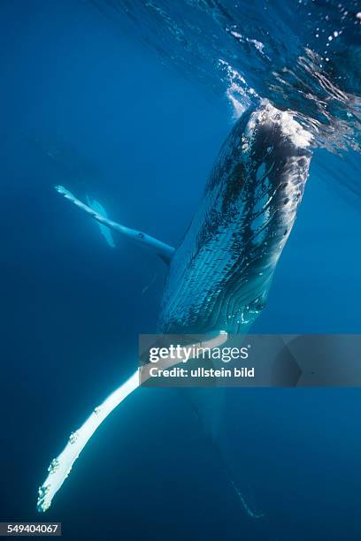 Humpback Whale, Megaptera novaeangliae, Silver Bank, Atlantic Ocean, Dominican Republic