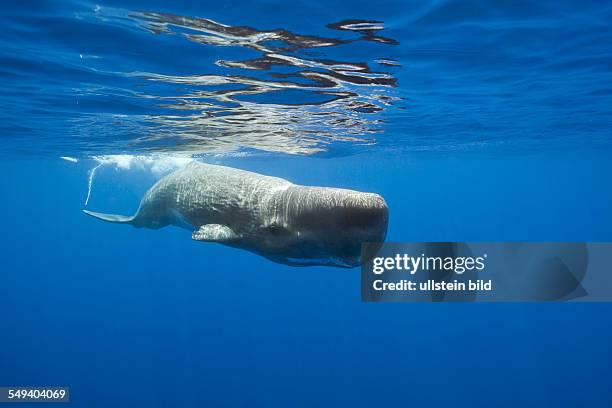 Sperm Whale, Physeter macrocephalus, Port Elizabeth, Indian Ocean, South Africa