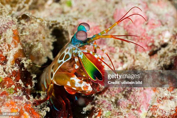 Mantis Shrimp, Odontodactylus scyllarus, Raja Ampat, West Papua, Indonesia