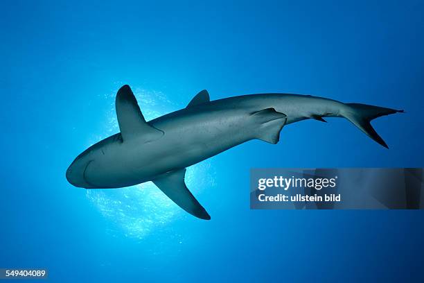 Grey Reef Shark, Carcharhinus amblyrhynchos, Nagali, Fiji