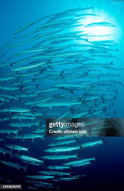 Blackfin barracuda, Sphyraena qenie, Philippinen, Pacific ocean