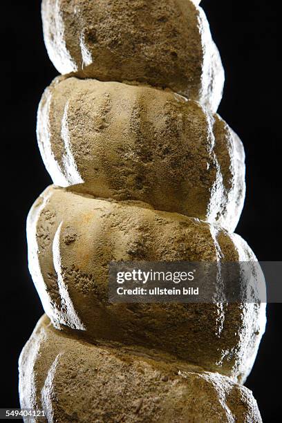 Germany, NRW, Essen: An ammonite, turrilites scheuchzerianus, in the exhibition of the Ruhrland Museum, about 90 million years old