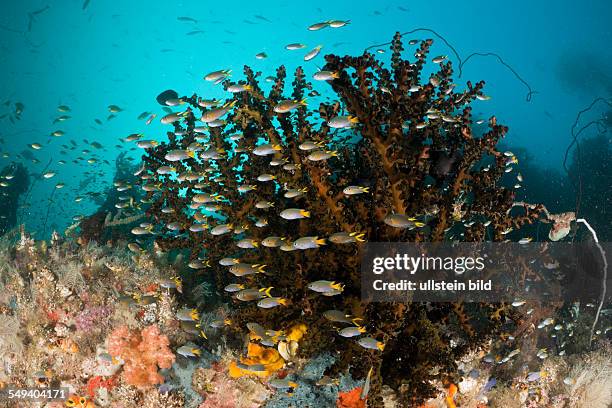 Coral Demoiselle schooling, Neopomacentrus sp., Raja Ampat, West Papua, Indonesia