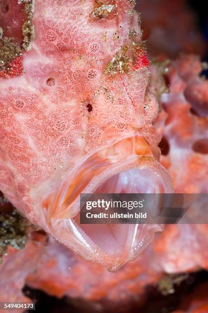 Threatening Gesture of Spotted Frogfish, Antennarius pictus, Raja Ampat, West Papua, Indonesia