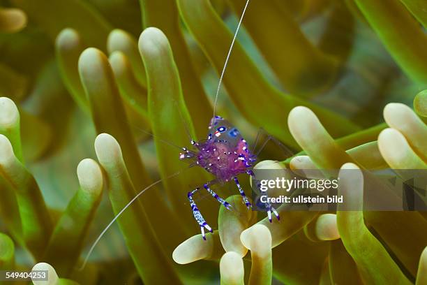 Anemone Comensal Shrimp, Periclimenes tosaensis, Raja Ampat, West Papua, Indonesia