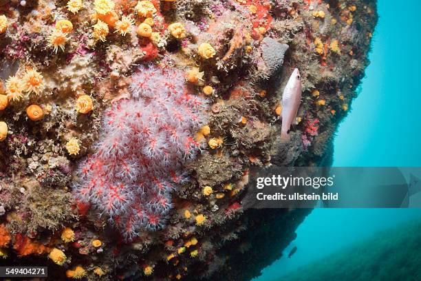 Precious Corals, Corallium rubrum, Cap de Creus, Costa Brava, Spain