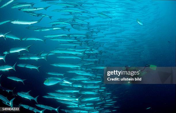 Blackfin barracuda and scuba diver, Sphyraena qenie, Malaysia, Pazifik, Pacific ocean, Borneo, Sipadan