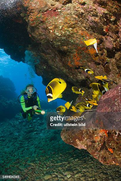 Diver and Racoon-Butterflyfishes, Chaetodon lunula, Cathedrals of Lanai, Maui, Hawaii, USA