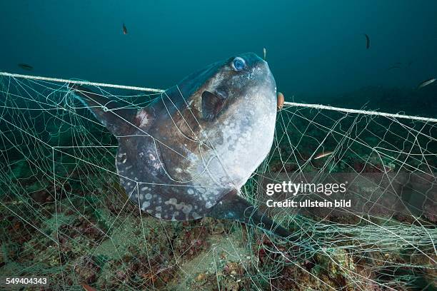 Sunfish trapped in lost Fishing Net, Mola mola, Cap de Creus, Costa Brava, Spain