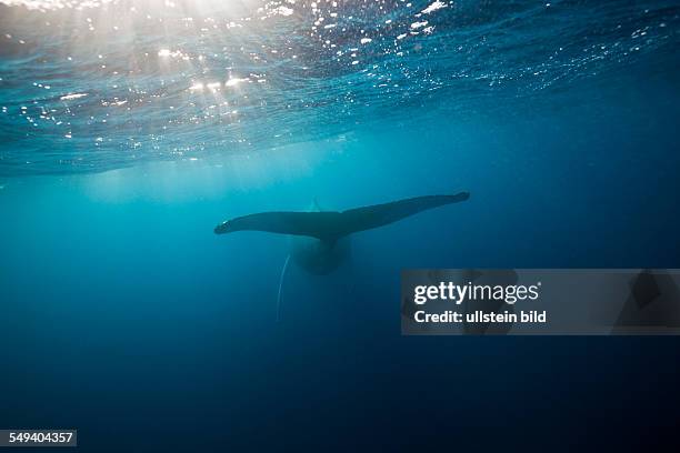 Tail Fin of Humpback Whale, Megaptera novaeangliae, Samana Peninsula, Dominican Republic