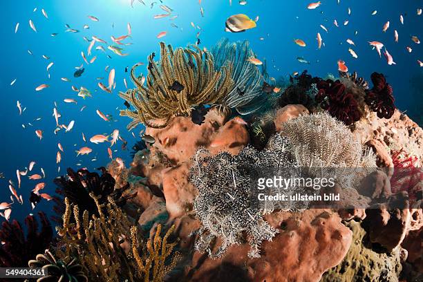 Colorful Crinoids on Reef, Comanthina sp., Alam Batu, Bali, Indonesia