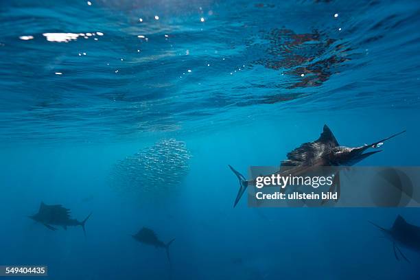 Atlantic Sailfish hunting Sardines, Istiophorus albicans, Isla Mujeres, Yucatan Peninsula, Caribbean Sea, Mexico