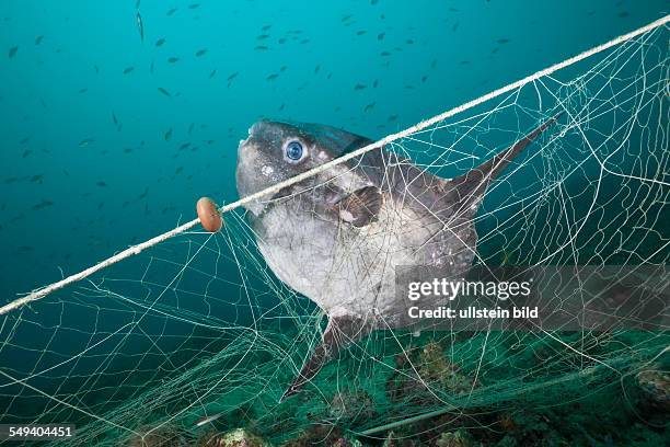 Sunfish trapped in lost Fishing Net, Mola mola, Cap de Creus, Costa Brava, Spain